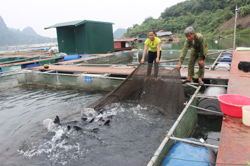 Nuôi cá lăng đen VietGap tại lòng hồ sông Đà đang là hướng đi mới mang lại hiệu quả cao cho người dân Hòa Bình
